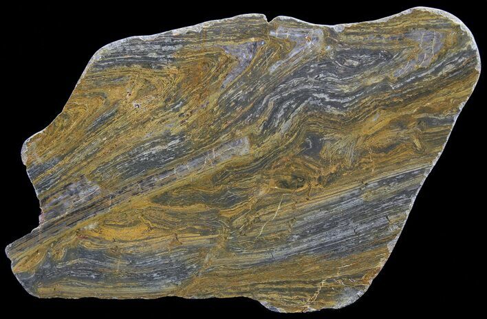 Polished, Mesoproterozoic Stromatolite (Conophyton) - Australia #65046